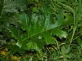 Acanthus mollis